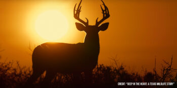 Deep in the Heart- A Texas Wildlife Story