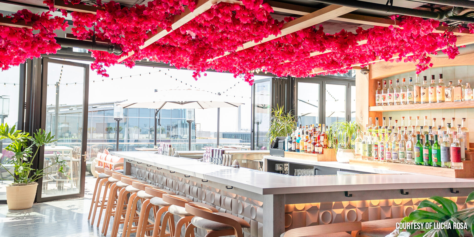 Lucha Rosa rooftop
