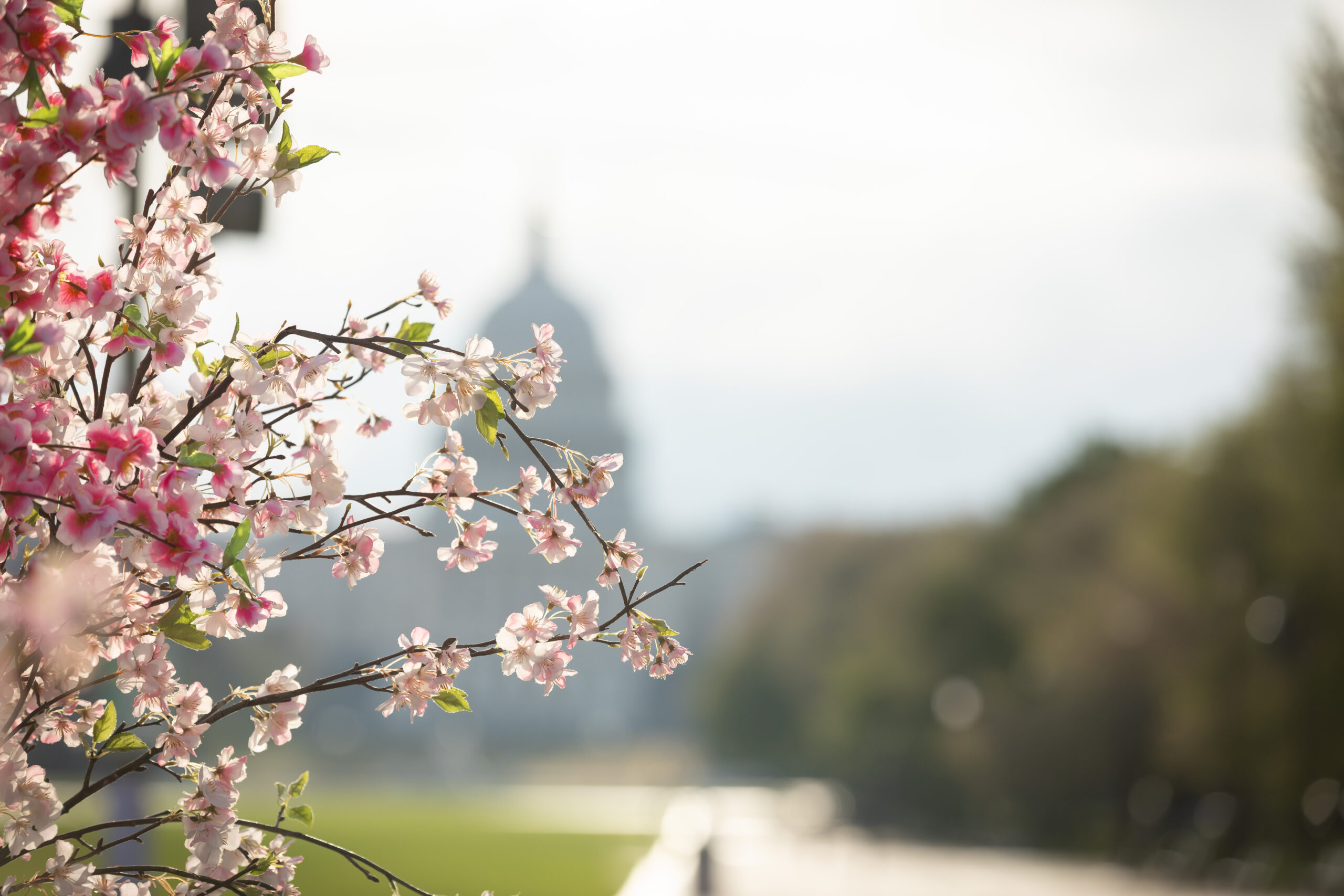 downtown-dc-cherry-blossom