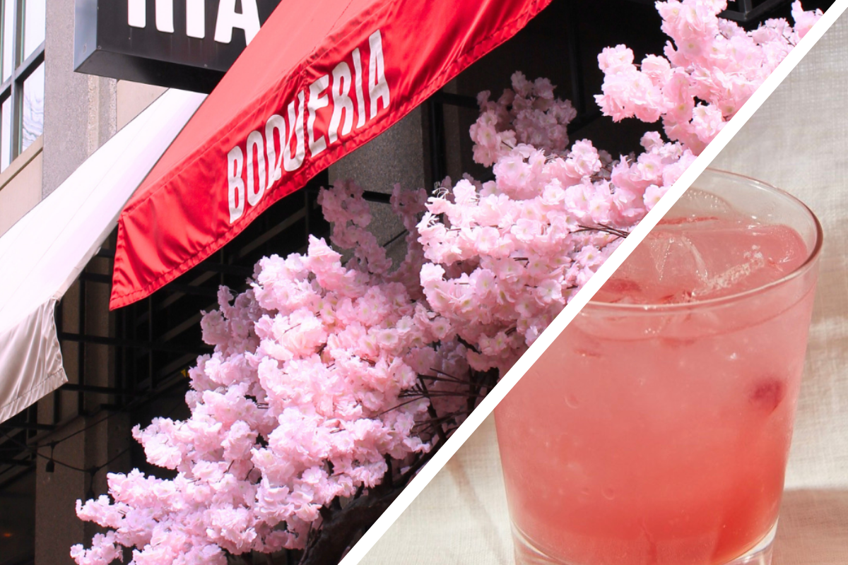 peak-bloom-downtown-dc