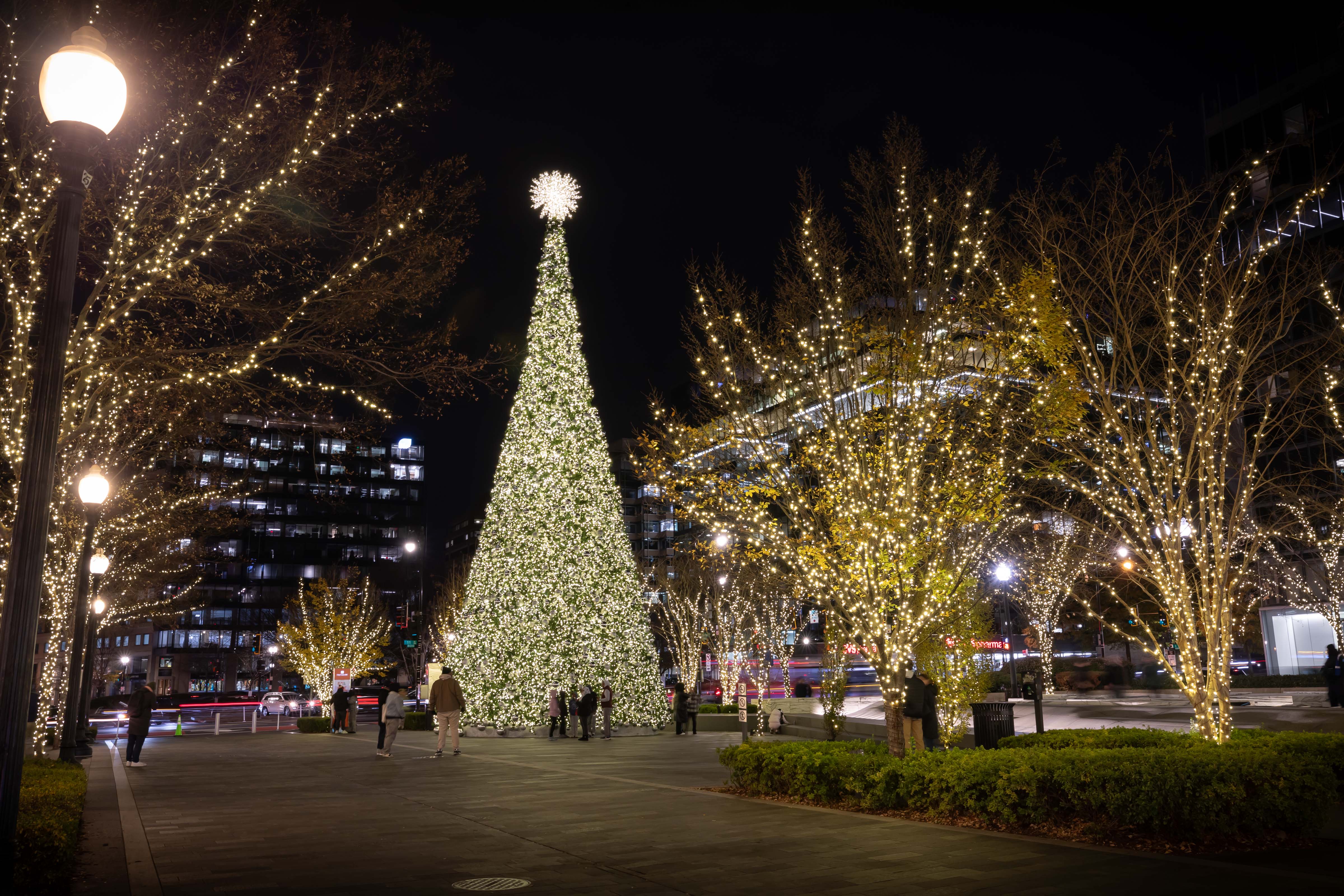 Annual Holiday Tree Lighting